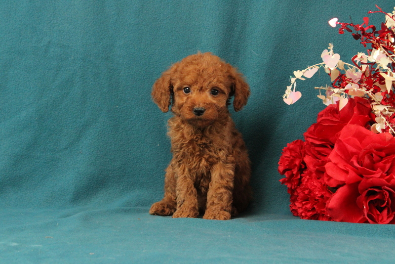 puppy, for, sale, Mini Goldendoodle F1BB, Matthew B. Stoltzfus, dog, breeder, Gap, PA, dog-breeder, puppy-for-sale, forsale, nearby, find, puppyfind, locator, puppylocator, aca
